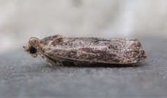 Olethreutes quadrifidum