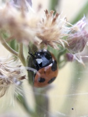 Coccinella septempunctata