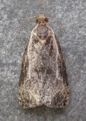 Olethreutes quadrifidum