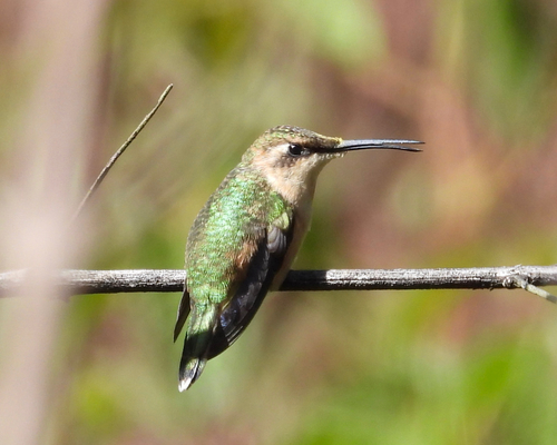 Slender Sheartail (Doricha enicura), photo 6