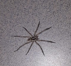 Lycosa erythrognatha