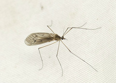 Trichocera bimacula