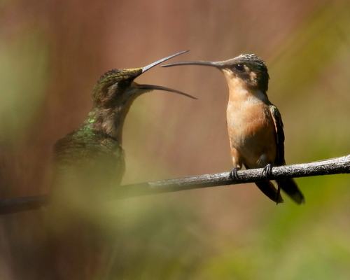 Slender Sheartail (Doricha enicura), photo 9