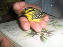 Hypocnemis hypoxantha