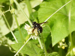 Quichuana