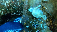 Nautichthys oculofasciatus