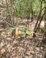 Dichrostachys