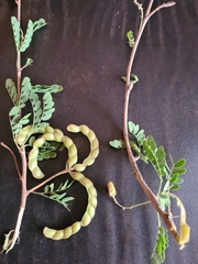 Dichrostachys