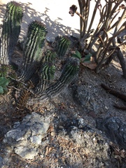 Euphorbia horrida