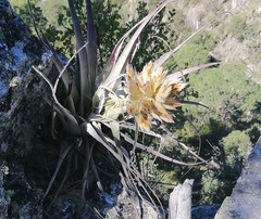 Tillandsia bourgaei