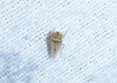 Xerophloea