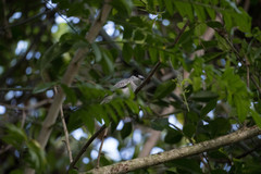 Pachyramphus rufus