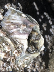 Megabalanus californicus