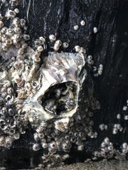 Megabalanus californicus