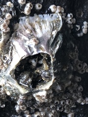 Megabalanus californicus