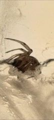 Steatoda triangulosa