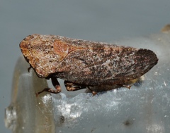 Stenocotini