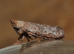 Stenocotini
