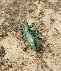 Naupactus auricinctus