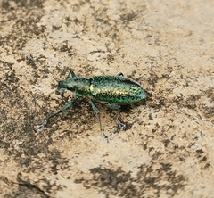 Naupactus auricinctus