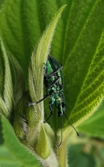 Naupactus auricinctus