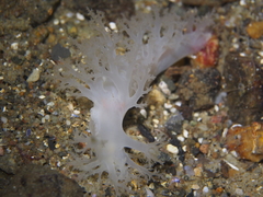 Dendronotus