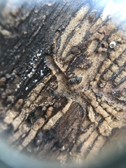 Chaetoptelius mundulus