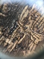 Chaetoptelius mundulus