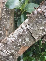 Chaetoptelius mundulus