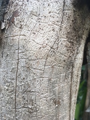 Chaetoptelius mundulus