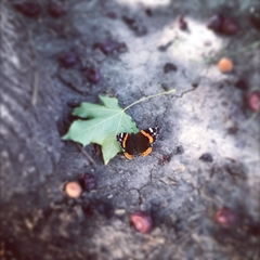 Vanessa atalanta