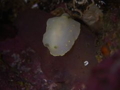 Cadlina laevis