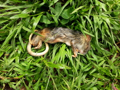 Dactylomys dactylinus