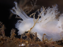 Dendronotus
