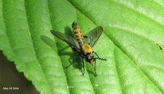 Laphriini