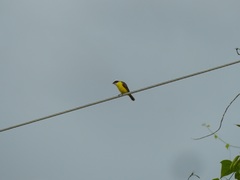 Myiozetetes cayanensis