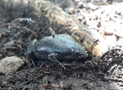 Elachistocleis ovalis