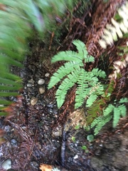 Adiantum aleuticum aleuticum