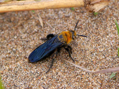 Campsomeriella