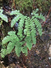 Adiantum aleuticum aleuticum