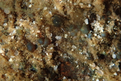 Nostocaceae