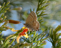 Theclinesthes miskini