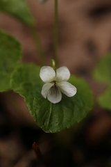 Viola pallens