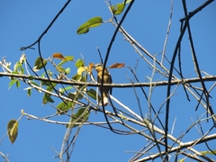 Pachyramphus castaneus