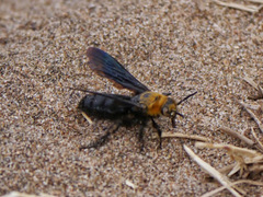 Campsomeriella