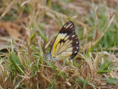 Belenois creona severina