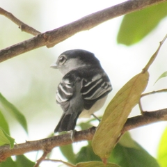 Pachyramphus marginatus