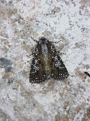 Condica niphosticta