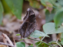 Junonia natalica natalica