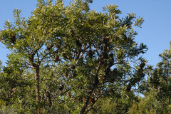 Banksia aemula